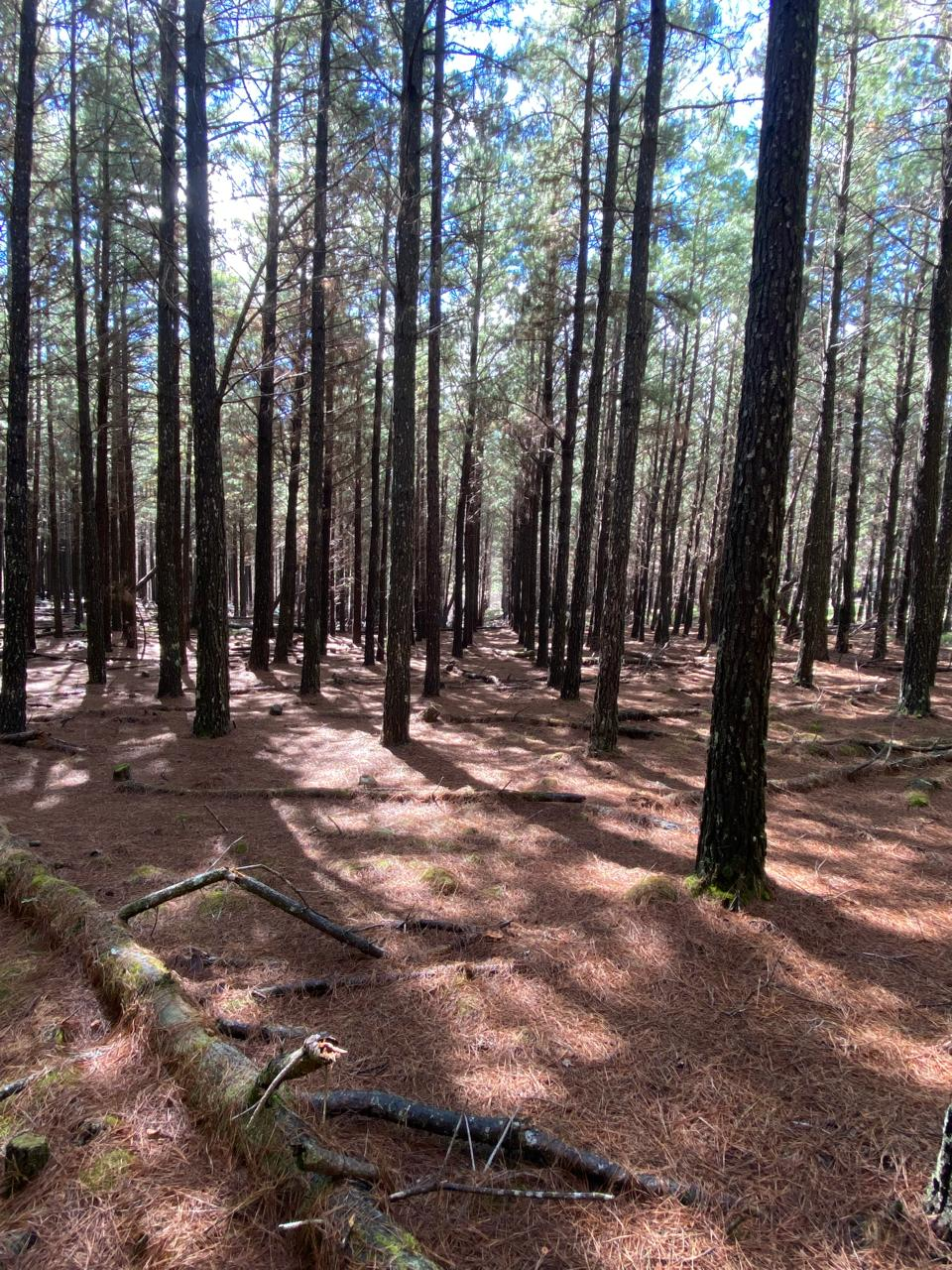 Plantio de Pinus em Bom Jardim da Serra, Santa Catarina